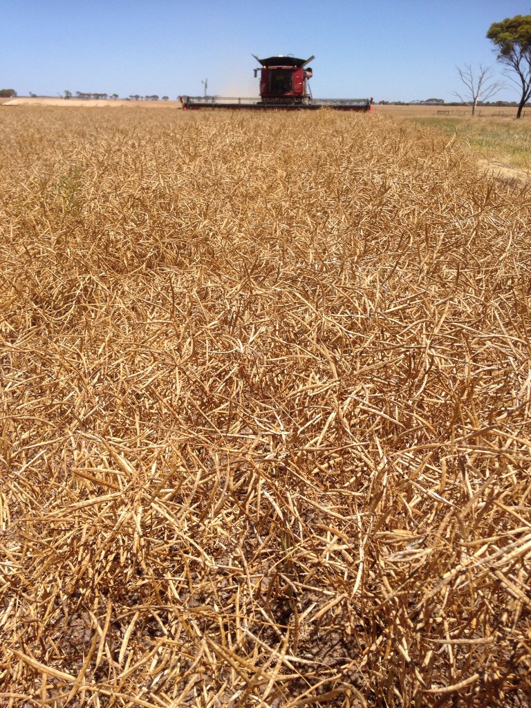 Thanks farmers centre Esperance for harvesting cascade community crop. Yield well above expectations