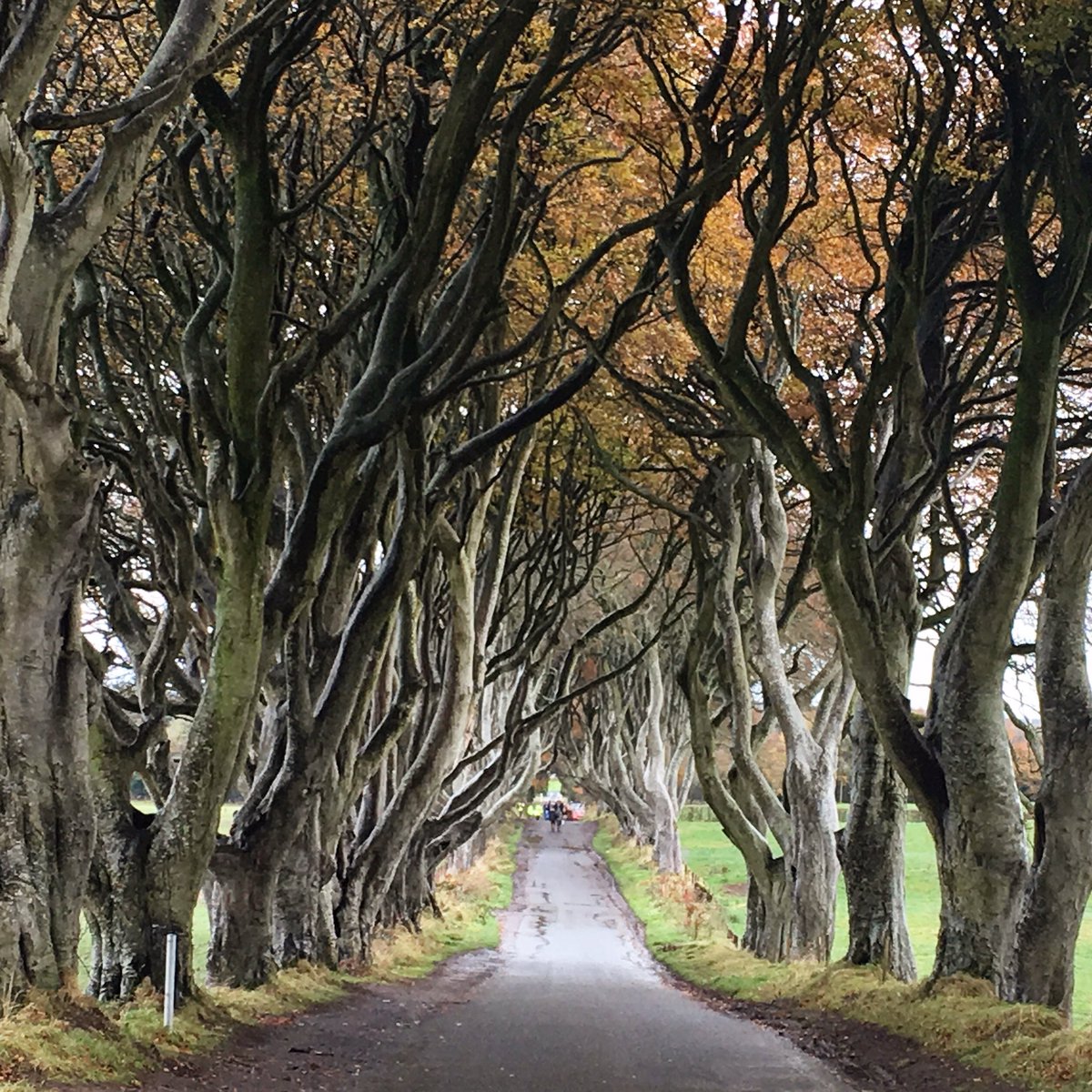 SavoryRoad's tweet photo. Game of Thrones fans here in the Dark Hedges. Northern Ireland #socool #darkhedges #gotlocation #gameofthrones https://t.co/8YPsksUlkJ