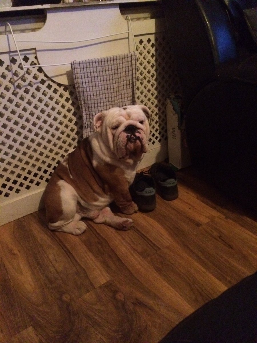 clipperman01493's tweet photo. Love my boy @GordonRamsay @JodieMarsh. How's your bully's?? https://t.co/ta00u9hGL0
