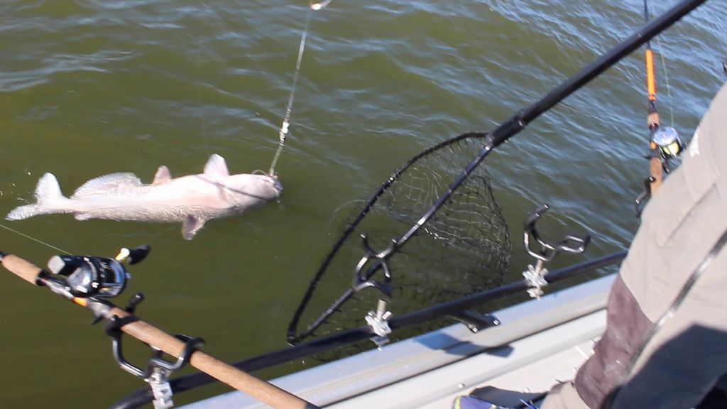 CatchCatfish's tweet photo. Scooping another big blue catfish into the landing net! #Catfish #Catfishing #CatfishEdge #TrophyCats #BlueCatfish … https://t.co/MLFLBTk4Jk