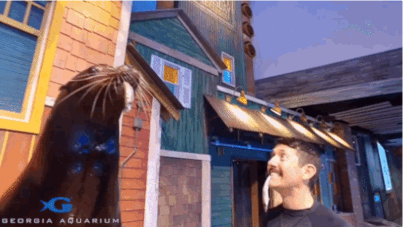 These Sea Lions Tried Their Very Best To Do The Mannequin Challenge zoot.li/dg22n