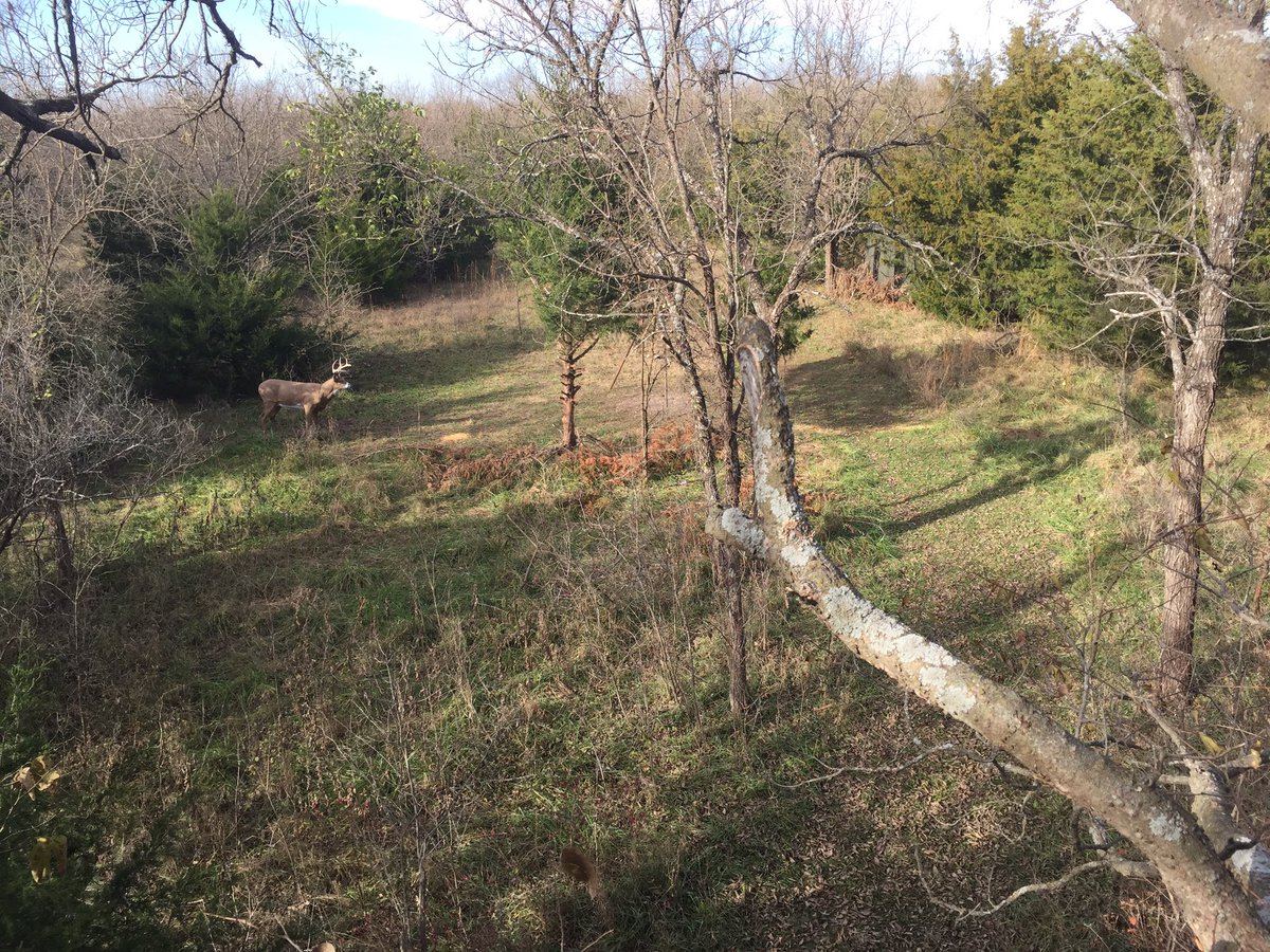 Sticks N'Limbs tweet media