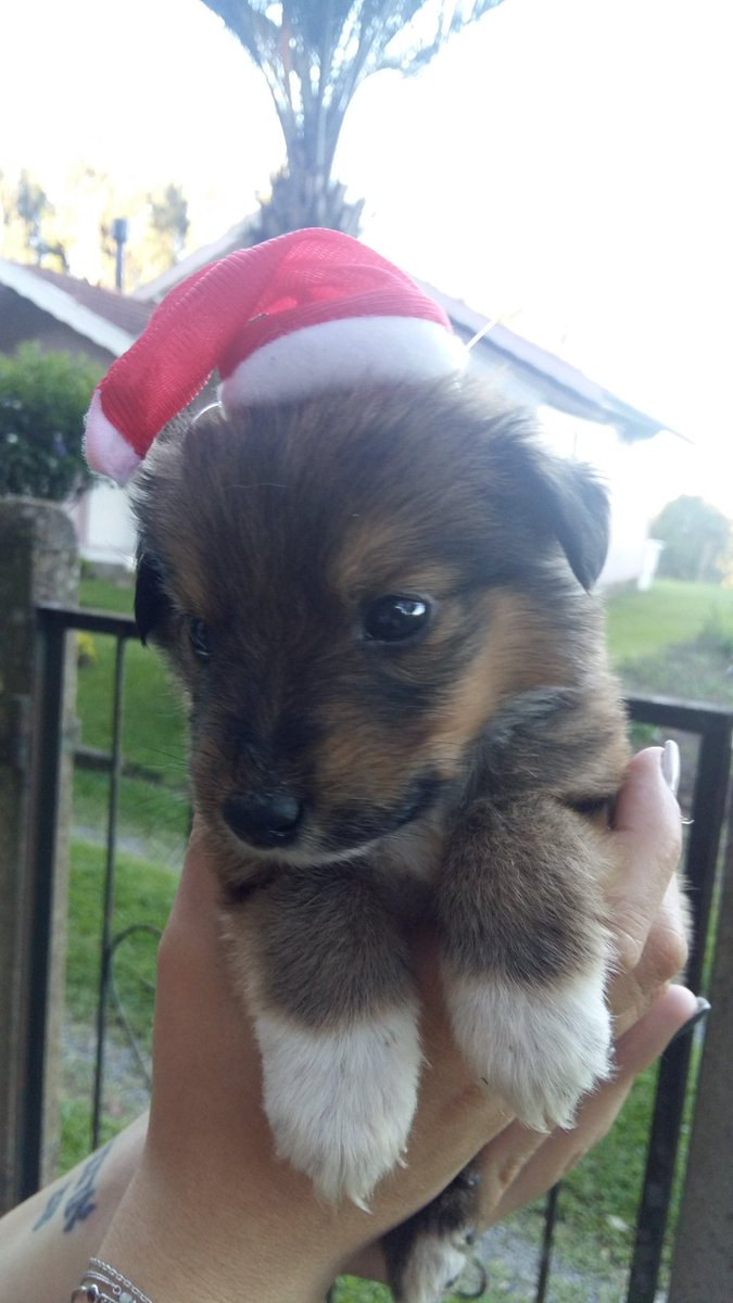 Kit_nelson's tweet image. sim é a Diana :3