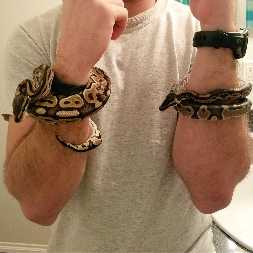 mermegan4's tweet image. Bae holding my girls Diana and Artemis 
#ballpython #cinnamonballpython