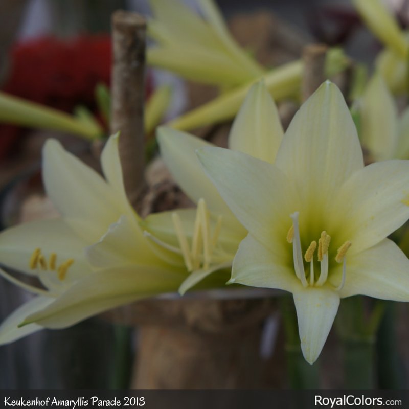 HURRY! HURRY! BEFORE IT'S TOO LATE ORDER NOW YOUR AMARYLLIS LIMITED EDITION! 
ONLY A FEW LEFT 
bit.ly/2fHsH29