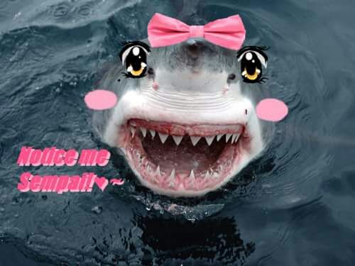RFandom's tweet image. Tsundere shark is still best shark.
