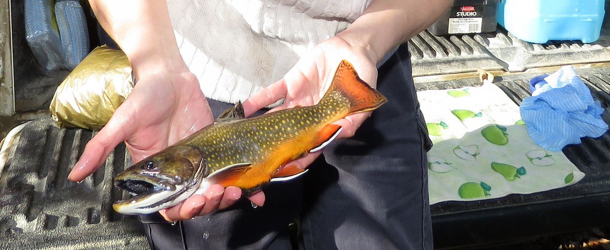 UTRCAmarketing's tweet photo. Collecting Brook Trout eggs with Thames River Anglers @HuberRob
Photos: https://t.co/NZHsLuLajY
Great colour in the brook trout! https://t.co/aLy9x70dbB