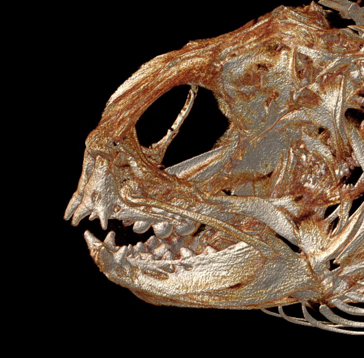 Wolffish has a spooky thin maxilla. 
#scanAllFish