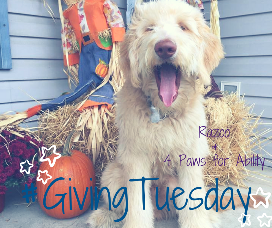 4PawsForAbility's tweet photo. Gibbs has good news! We're teaming with @razoo on #GivingTuesday for all day giving, leaderboard challenge, &amp; bonus gifts-get ready to give! https://t.co/w0iUYbdUBM