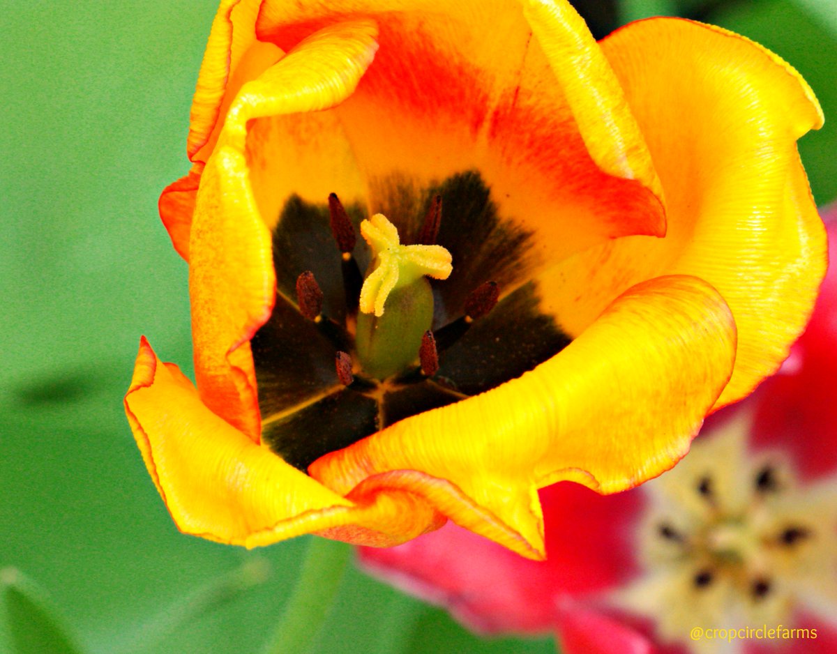 CropCircleFarms's tweet image. I'm making a #calendar for someone as a #gift and discovered this hidden gem when I was looking at my image file. #BringBackSpring #photos