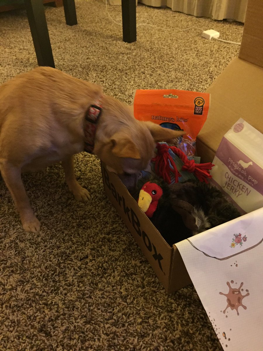 simonewaddell's tweet photo. Sofie loves her second BarkBox! #barkbox https://t.co/WxL9OfHUYj