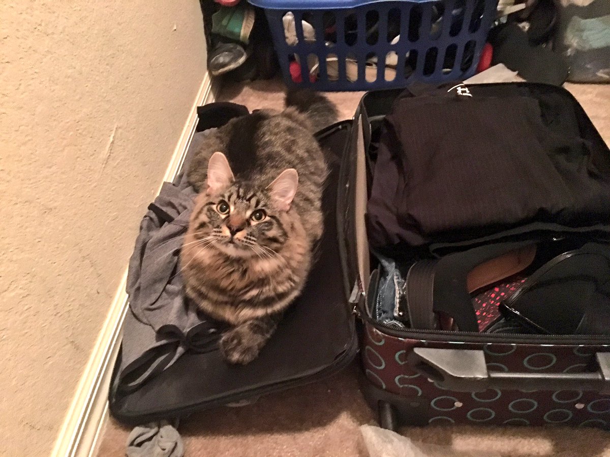 teradactyll's tweet photo. "Take me with you!" - Jax
#worktrip #headingtoMiami #byekitty https://t.co/pewteqUrWx