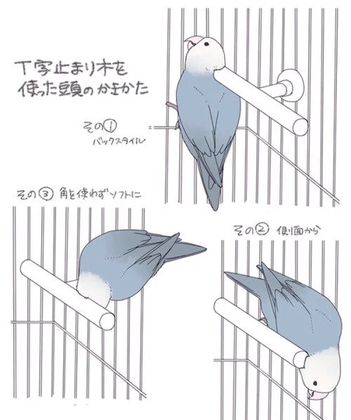 11月14日はインコの日でしたが、インコの仕草を描いたイラストが可愛いｗｗｗ