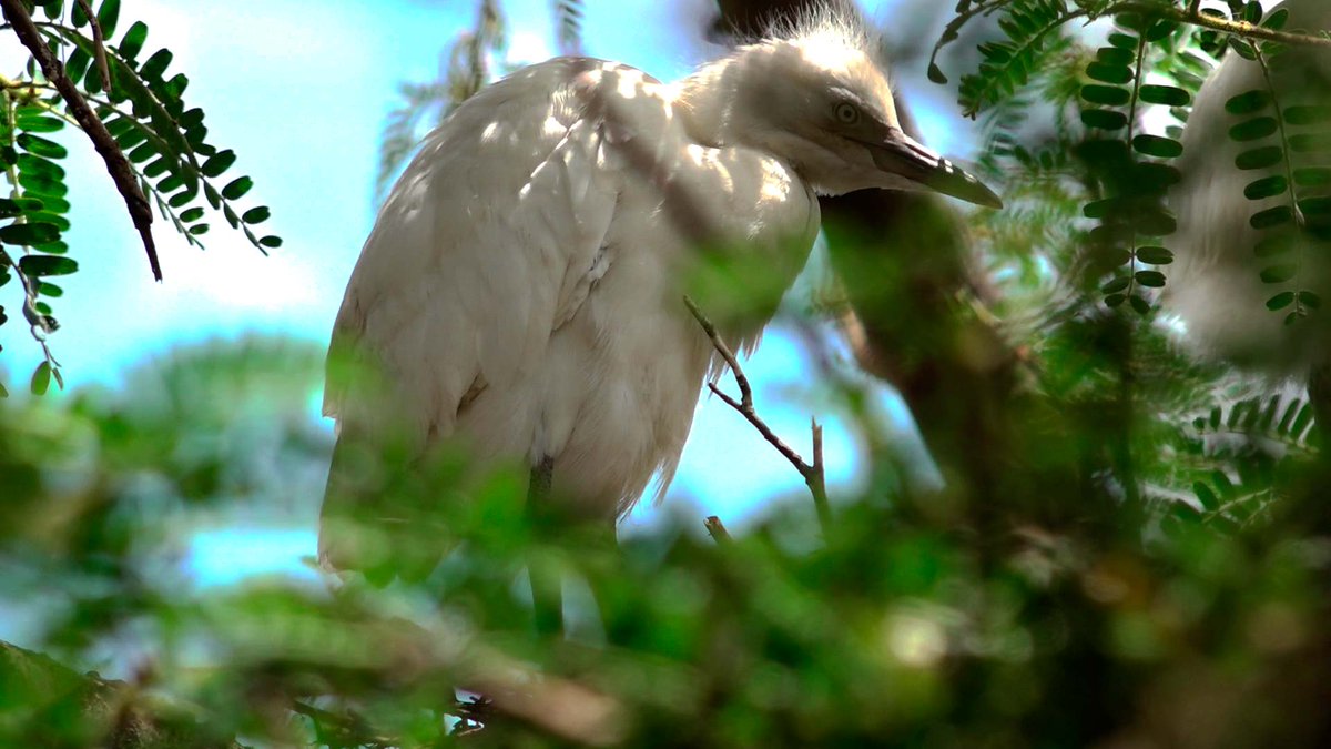 #Documentary tweet media