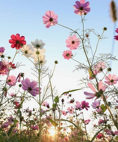 صباح المتأملين في جميل ما خلق الله وأبدع ..🌹