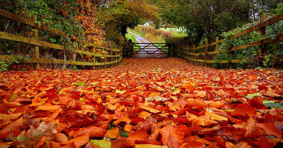 NorthDevonJournal tweet media