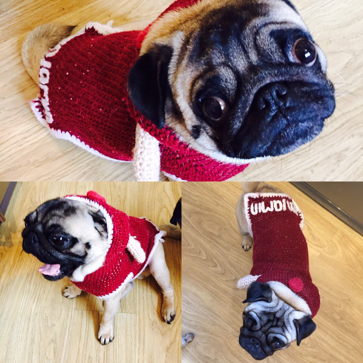 Bella_benjamin1's tweet photo. 🐶getting ready for #christmas in my Christmas #jumper what do you guys think? #GettingReady #pug #puglife #pug https://t.co/2nhu3UJpfT