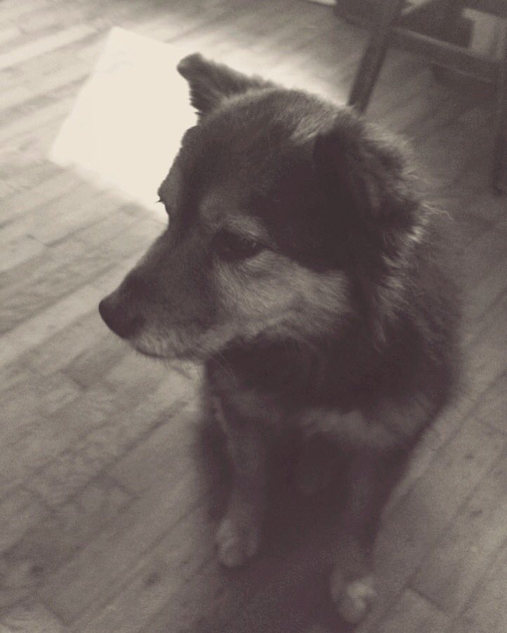 JonSeeMusic's tweet photo. Charlotte and Maori. Best #dogs in the world. https://t.co/2KJTiR2om4