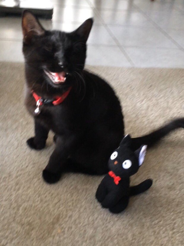 GirlsNoteBook's tweet photo. LOOK AT THIS CAT LAUGHING 😭😭 https://t.co/a8HTVOzF6s