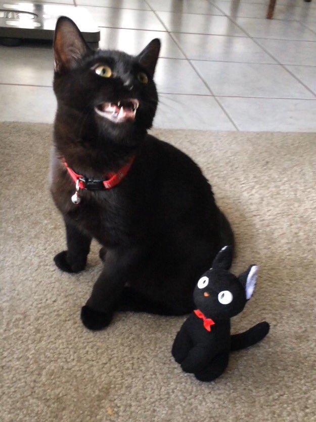 GirlsNoteBook's tweet photo. LOOK AT THIS CAT LAUGHING 😭😭 https://t.co/a8HTVOzF6s