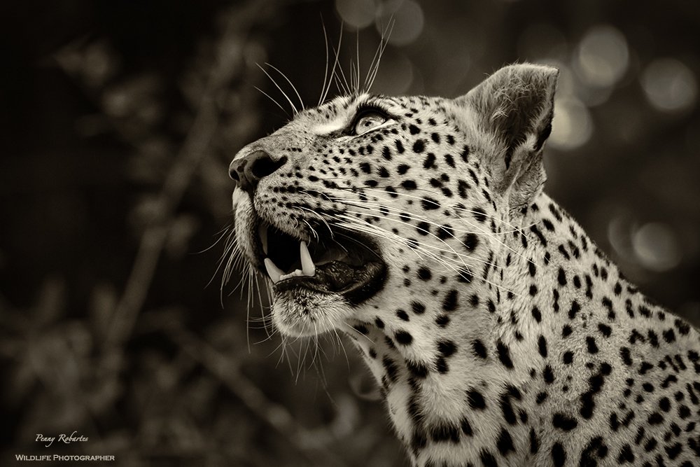 pennyrobartes's tweet photo. "Don't you know yet? 
It is your light that lights the worlds."
- Rumi
@oryxphotography #wildlife #leopard #bigcats #africanwildlife #travel https://t.co/ogtXLldNzu