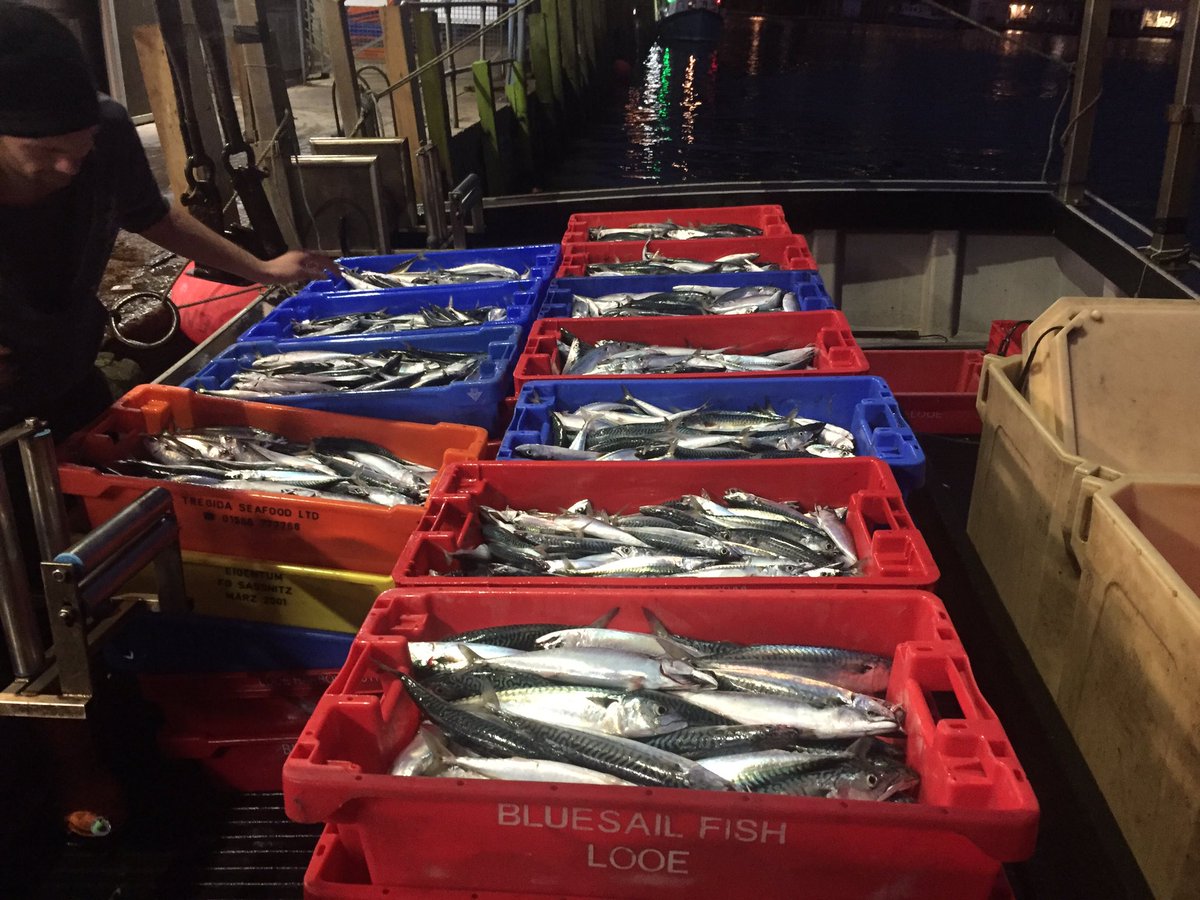 Plenty of beautiful #linecaught #Cornish #Mackerel for #Looe auction this morning
#Fresh #Local #Sustainable  #no-discards
 <a href="/PengellysFish/">Pengellys</a>