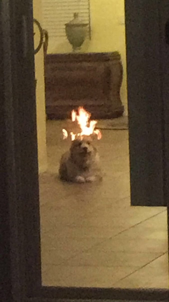 YALL I LOOKED THROUGH THE REFLECTION OF MY GLASS SLIDING DOOR AND I THOUGHT MY DOG WAS CHILLIN ON FIRE BUT IT WAS JUST THE FIRE PIT OUTSIDE