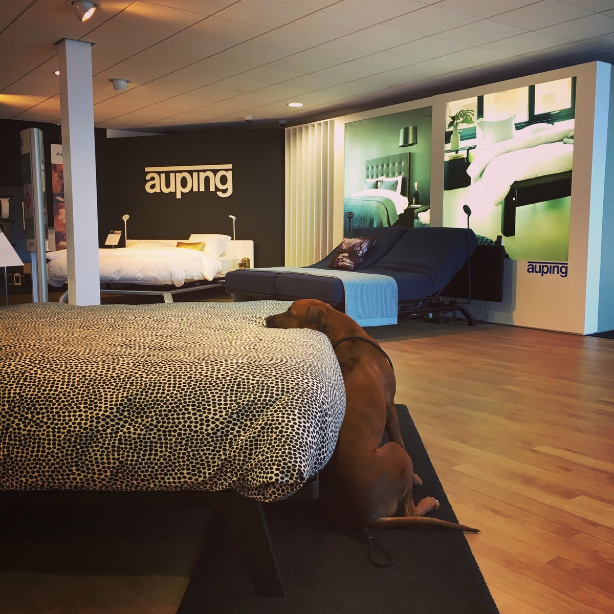 Homanslapen's tweet photo. Nala onze Ridgeback heeft haar keuze gemaakt. #auping #ridgeback #lekkerslapen https://t.co/DgZIFqPM1i