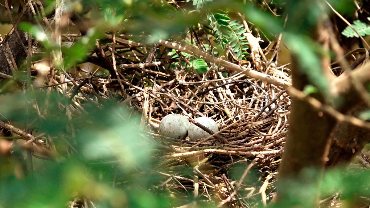 #Documentary tweet media