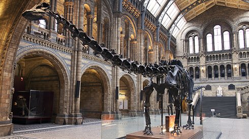 The National History Museum's diplodocus will spend 4-6 months on display at <a href="/BM_AG/">Birmingham Museum and Art Gallery</a> in mid-2018 while on a pre-retirement tour.