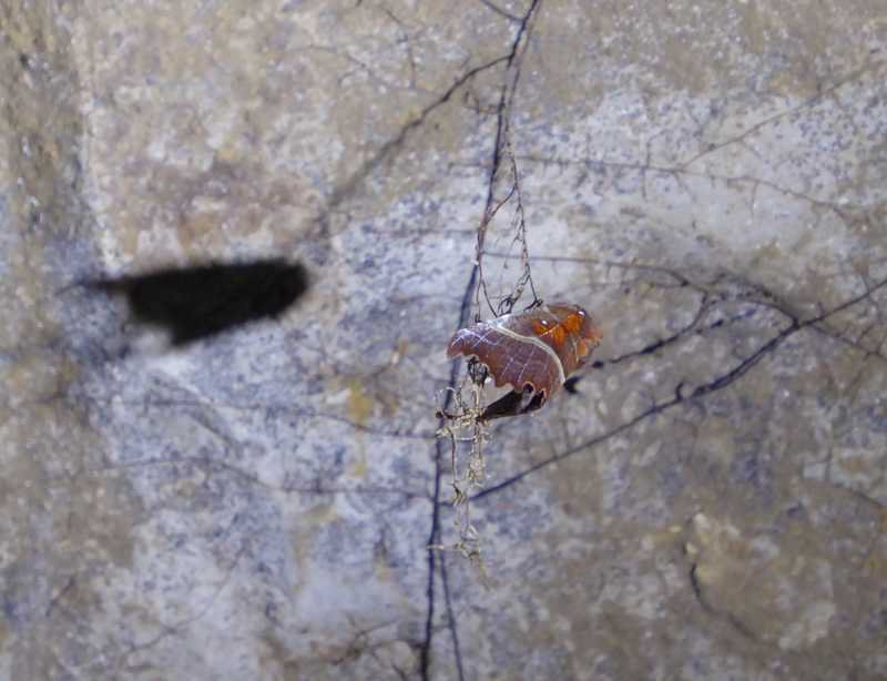 MarkCubitt's tweet image. New Scottish record number of 89 Herald Moths from mine tunnels near Mid Calder raising previous best by over 150%? #hibernatingheralds