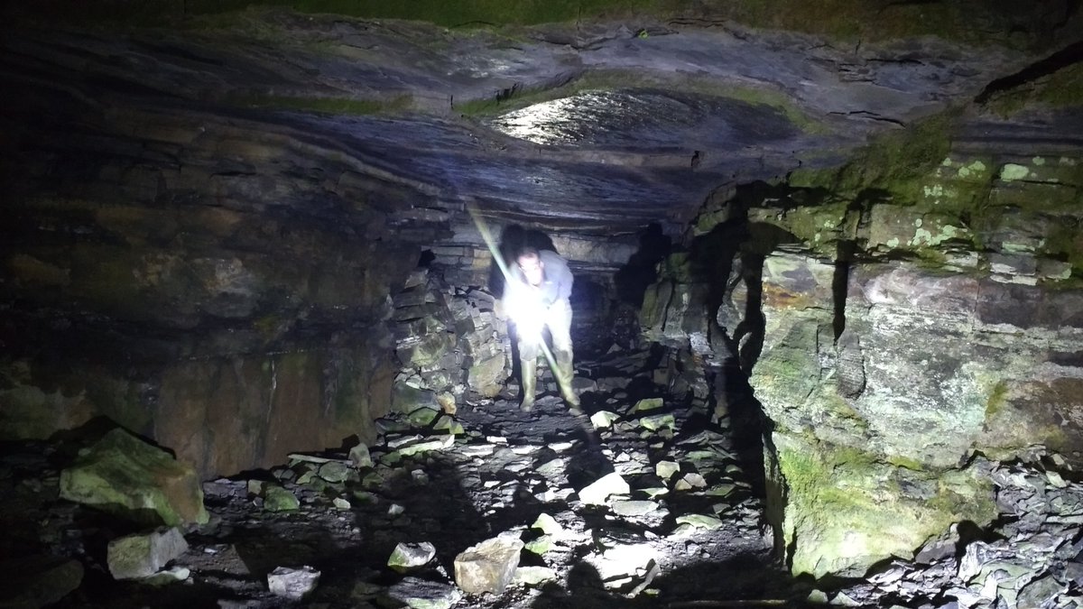 New Scottish record number of 89 Herald Moths from mine tunnels near Mid Calder raising previous best by over 150%? #hibernatingheralds