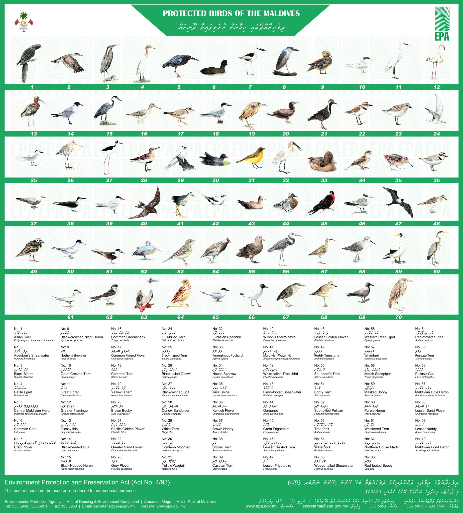 EPA Maldives on Twitter "In addition to Migratory birds, the following