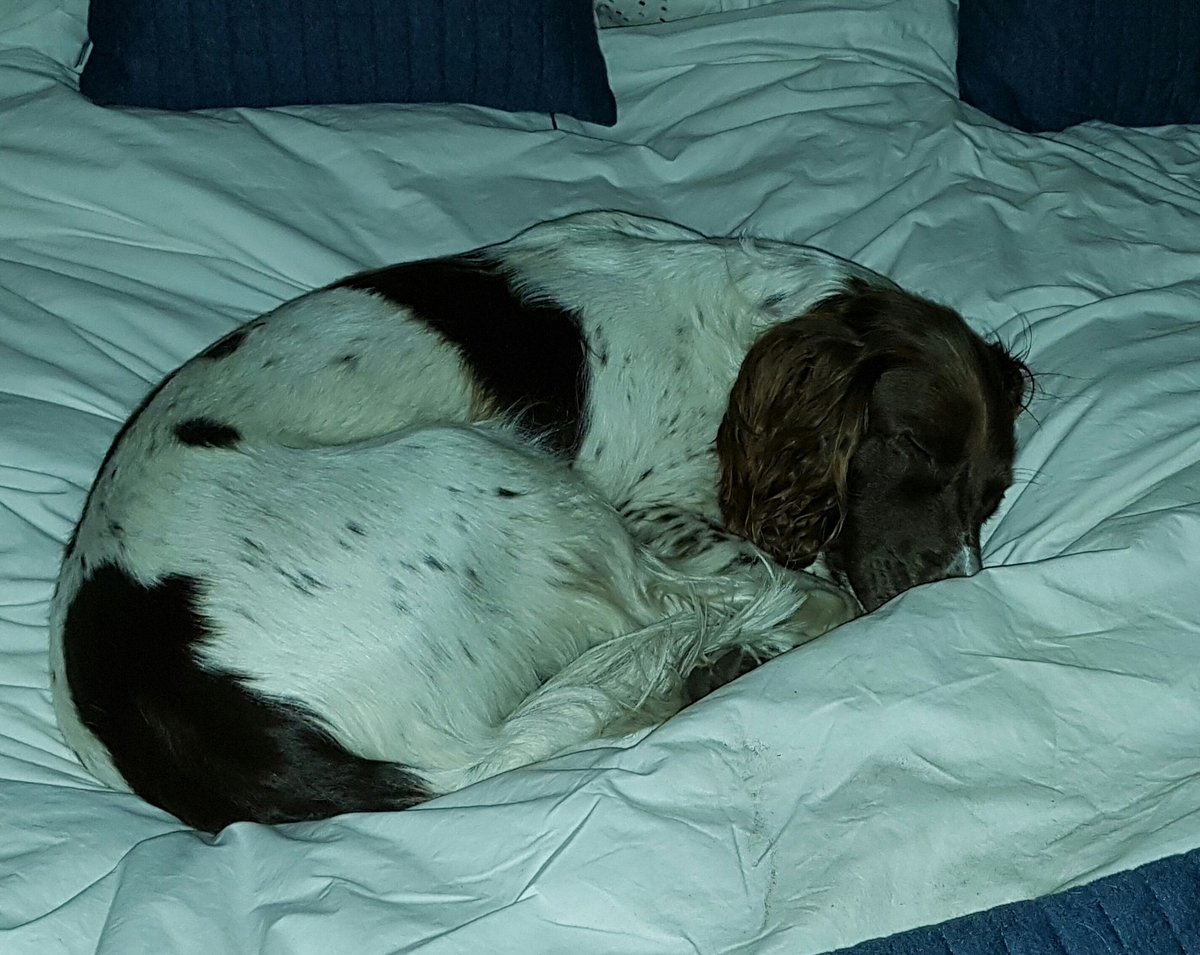 Was out searching late last night. Got in at 5am. Only getting up if chicken or tuna are involved.