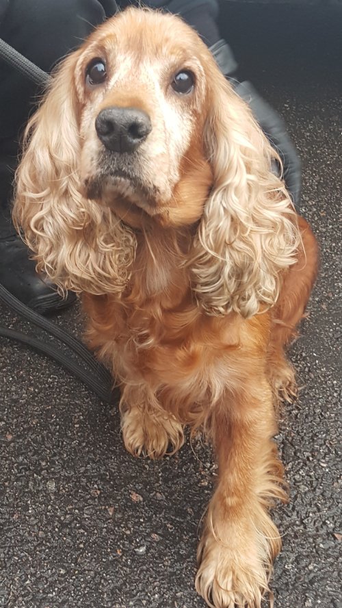 tan spaniel