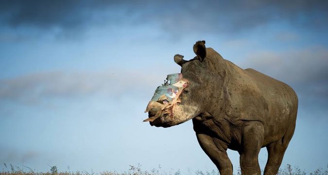 UlrichJvV's tweet photo. Heartbroken to learn Hope passed away. She became an icon in the fight against Rhino poaching after surviving an attack in April 2015. RIP 💔 https://t.co/JVPUenMYxm