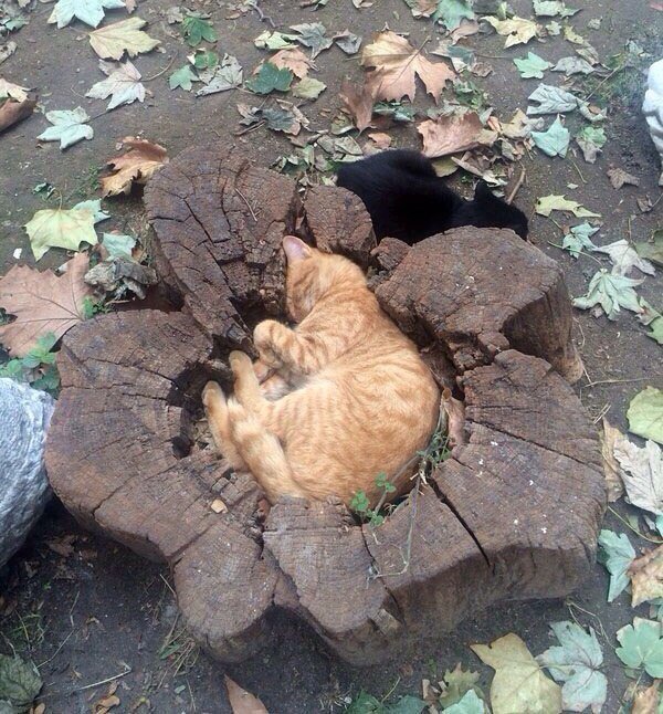 ★ MVK (@knya3e8) on Twitter photo 