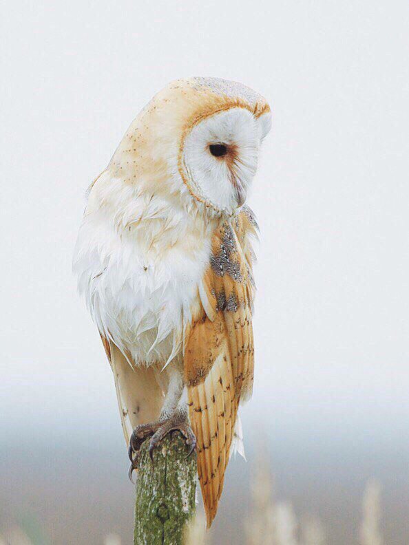 ★ MVK (@knya3e8) on Twitter photo 