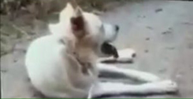 <a href="/redazioneiene/">Le Iene</a> <a href="/GabriGiammanco/">Gabriella Giammanco</a> <a href="/mvbrambilla/">Michela V. Brambilla</a> prima o poi qualcuno doveva farlo facebook.com/walter.rizzett… #giustiziaperangelo