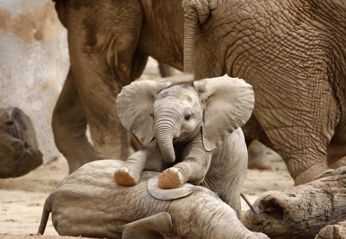 shopivoryella's tweet photo. SOO CUTE🐘😍 https://t.co/6WFSmU47AW