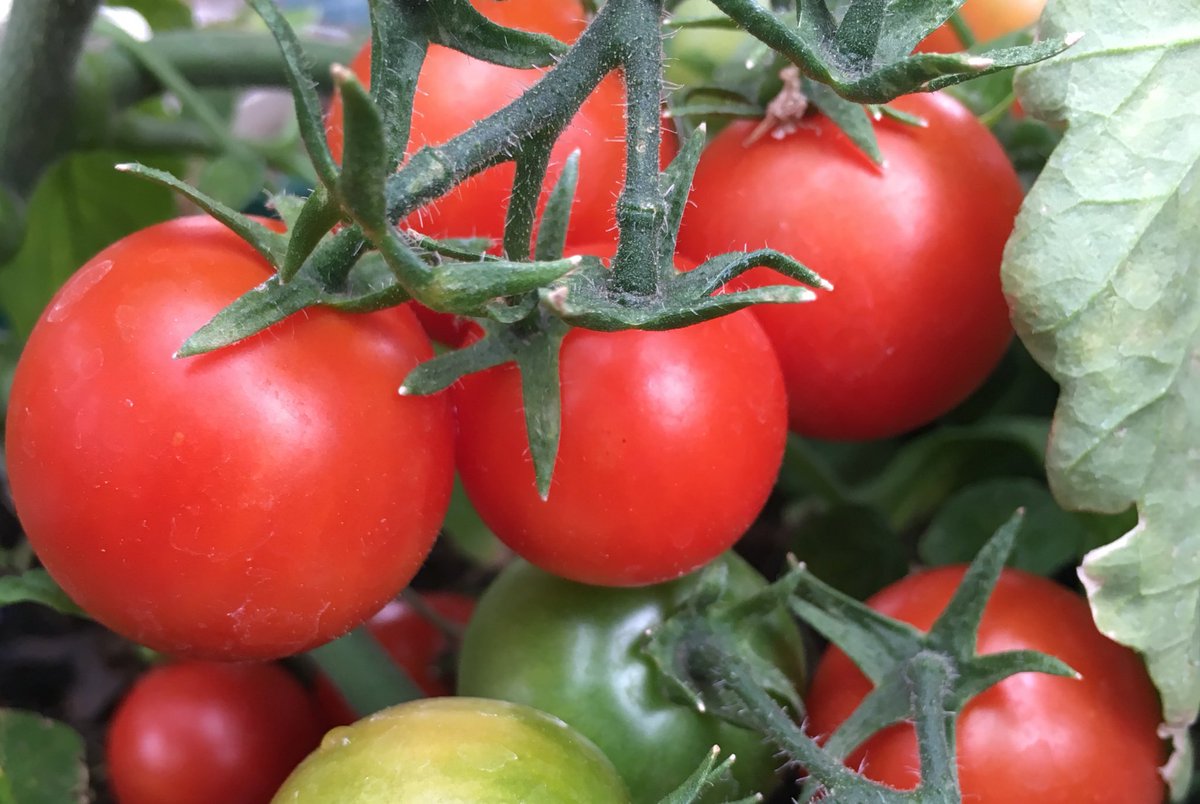 Grow great grub! It's a perfect time of the year to add some #tomatoes to the patio #garden