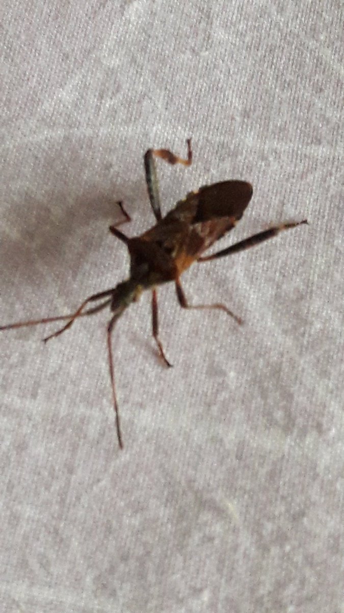 C_S_Hewitt's tweet photo. Found this back home in West Sussex. Think it's a western confier seed bug, accidentally introduced and first recorded in Britain in 2007 https://t.co/PeOf4DATiO
