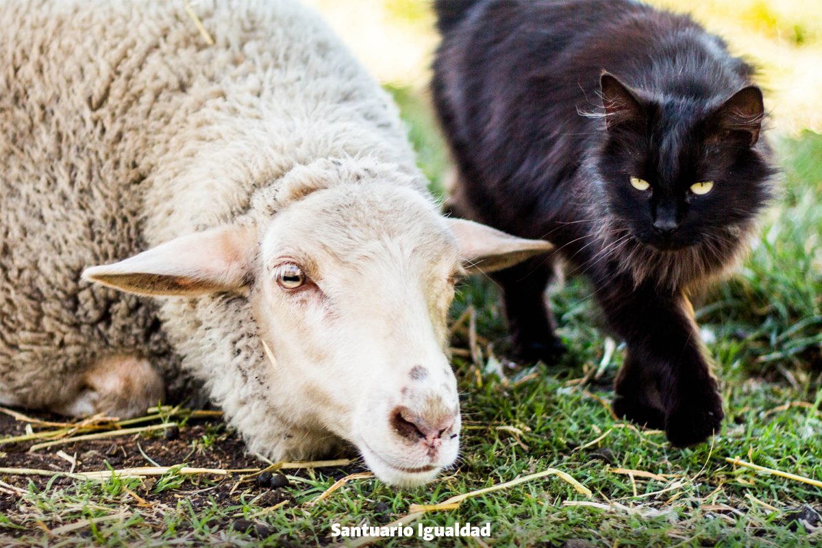 sigualdad's tweet image. El color o la especie, no son relevantes. Ellos #sienten y sufren por igual, y por eso merecen el mismo #respeto!