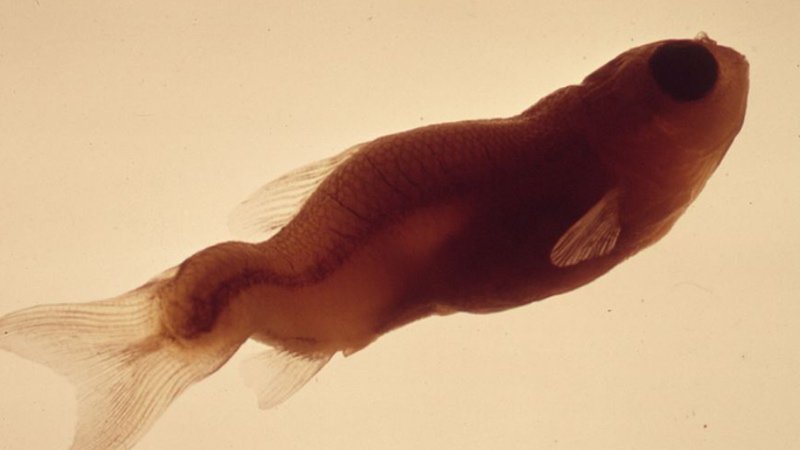 AuOpenDataIndex's tweet image. How good is Australia’s Water Quality #opendata? Do we even have any? Tell us at global.survey.okfn.org/dataset/water #GODI16