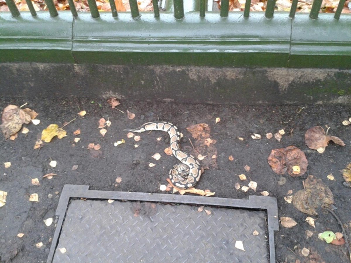 Exclusive Snake on the loose! Bin man finds python in Highgate street