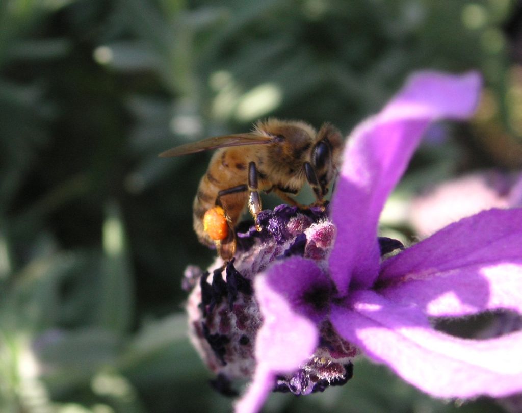 CommunityNature's tweet photo. @Ecoworksnotts Here is the story of our Community Nature Reserve. We hope it inspires your readers to start one too! https://t.co/FGiQZ3AiLO https://t.co/JQPXUPsa2e