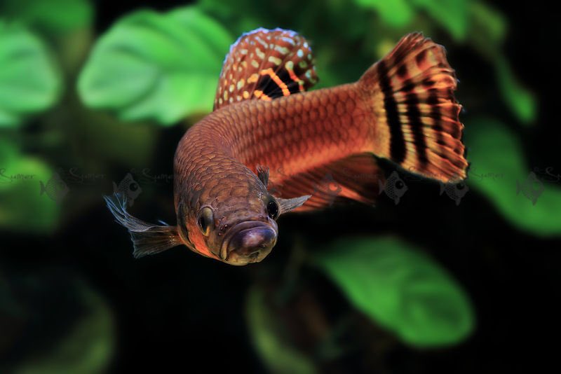 Wildbetta5798's tweet photo. #ベタ載せたらブァーって拡散されてフォローがいっぱい来るって聞いた

改良ベタやワイルドベタ好きな方ぜひぜひ繋がりましょう٩( 'ω' )و https://t.co/cKyq9a2tI4