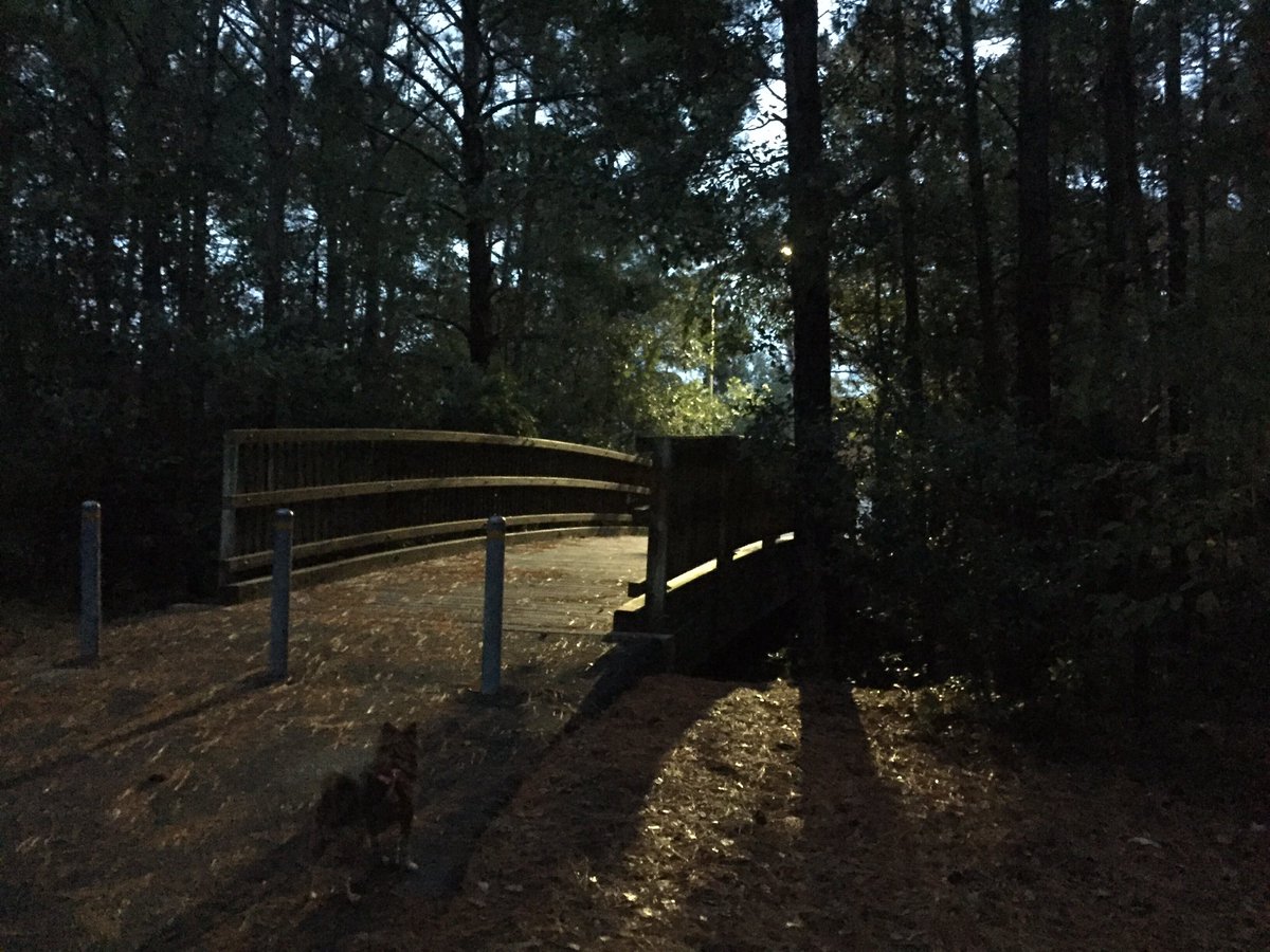 ballrunning's tweet image. | light + shadow | #run #photo 111516 #runningeveryday #runstreak day 2872