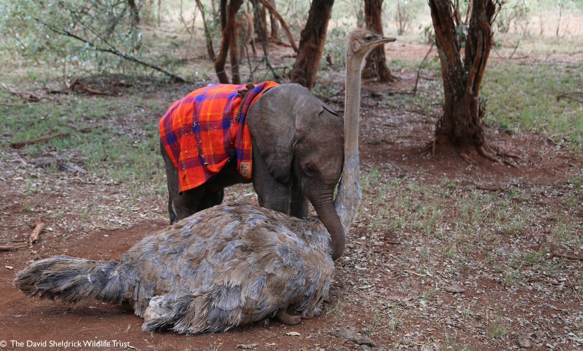 SheldrickTrust's tweet image. Despite only having 2 legs &amp;amp; feathers, orphaned ostrich Pea is a beloved companion to several orphaned elephants in our care!