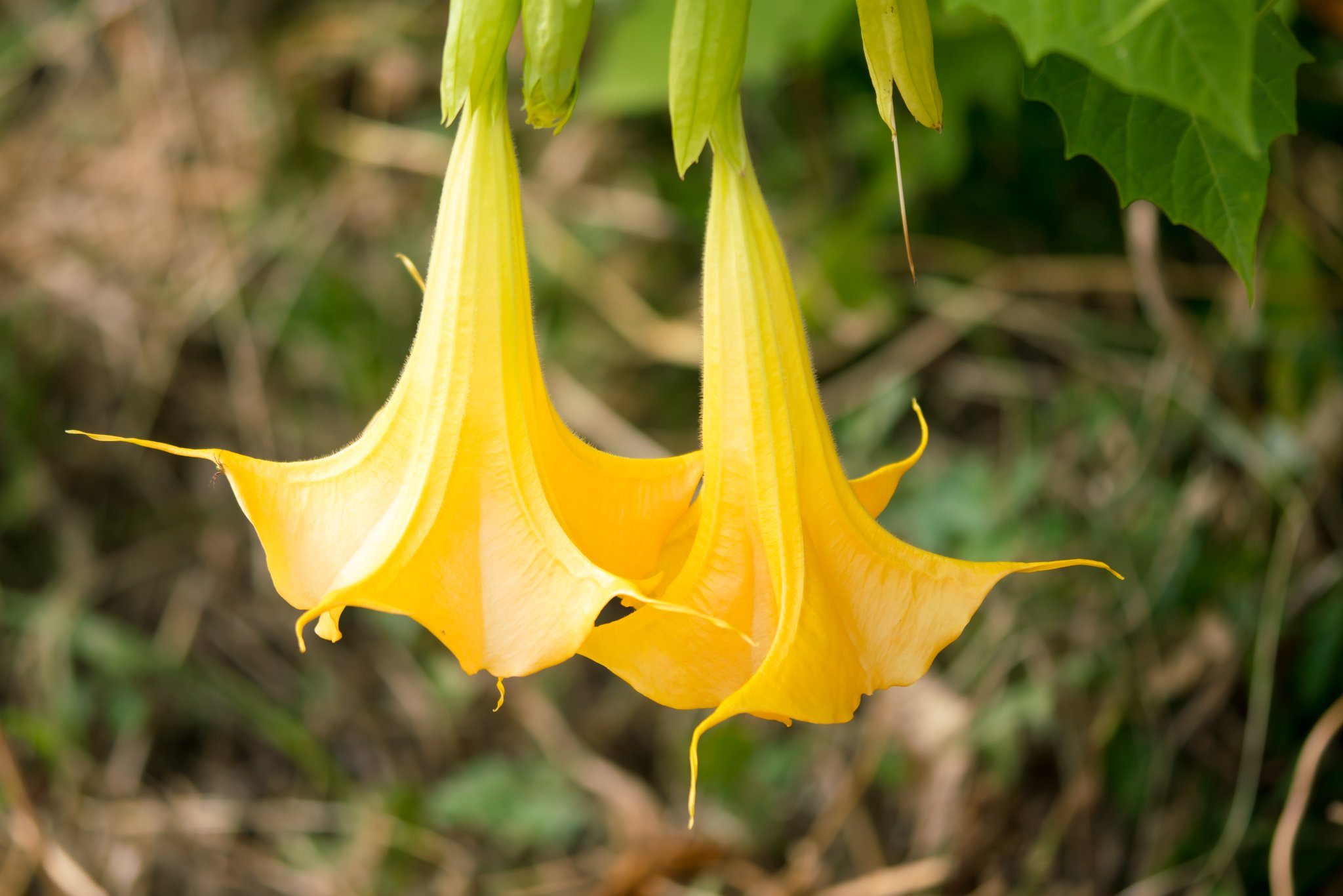 تويتر スクラ على تويتر エンジェルトランペット ぶら下がる大きな花が面白い植物で 熱帯の高地で育つため 暑さに弱い変わった熱帯植物です ブルグマンシアの名でも呼ばれます そして麻酔として使われたぐらい 強力な毒草です 写真好きな人と繋がりたい